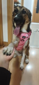 Hotel para Cães