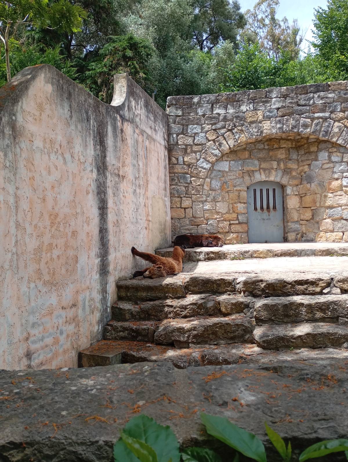 Vitoria Viegas - Lisboa - Cat Sitting