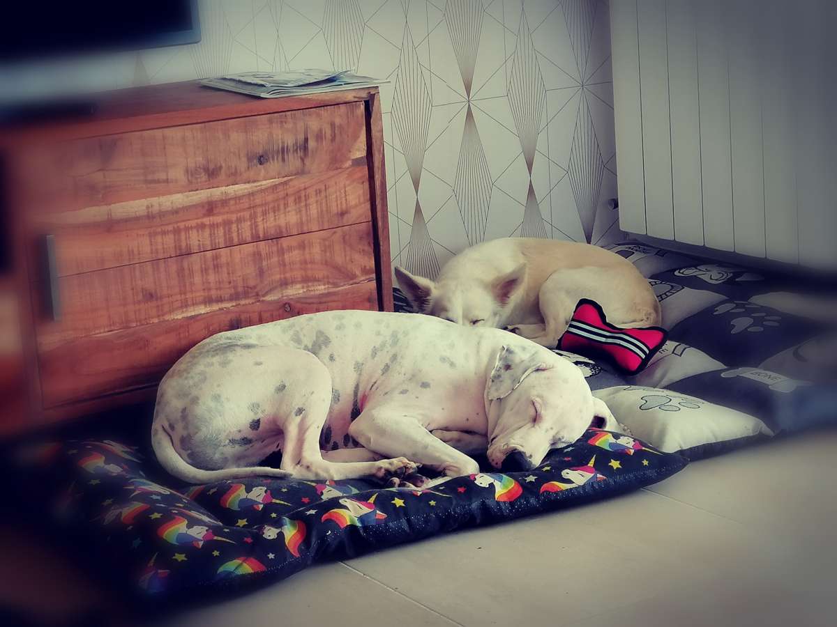 Rita Bernardo - Mafra - Dog Hotel