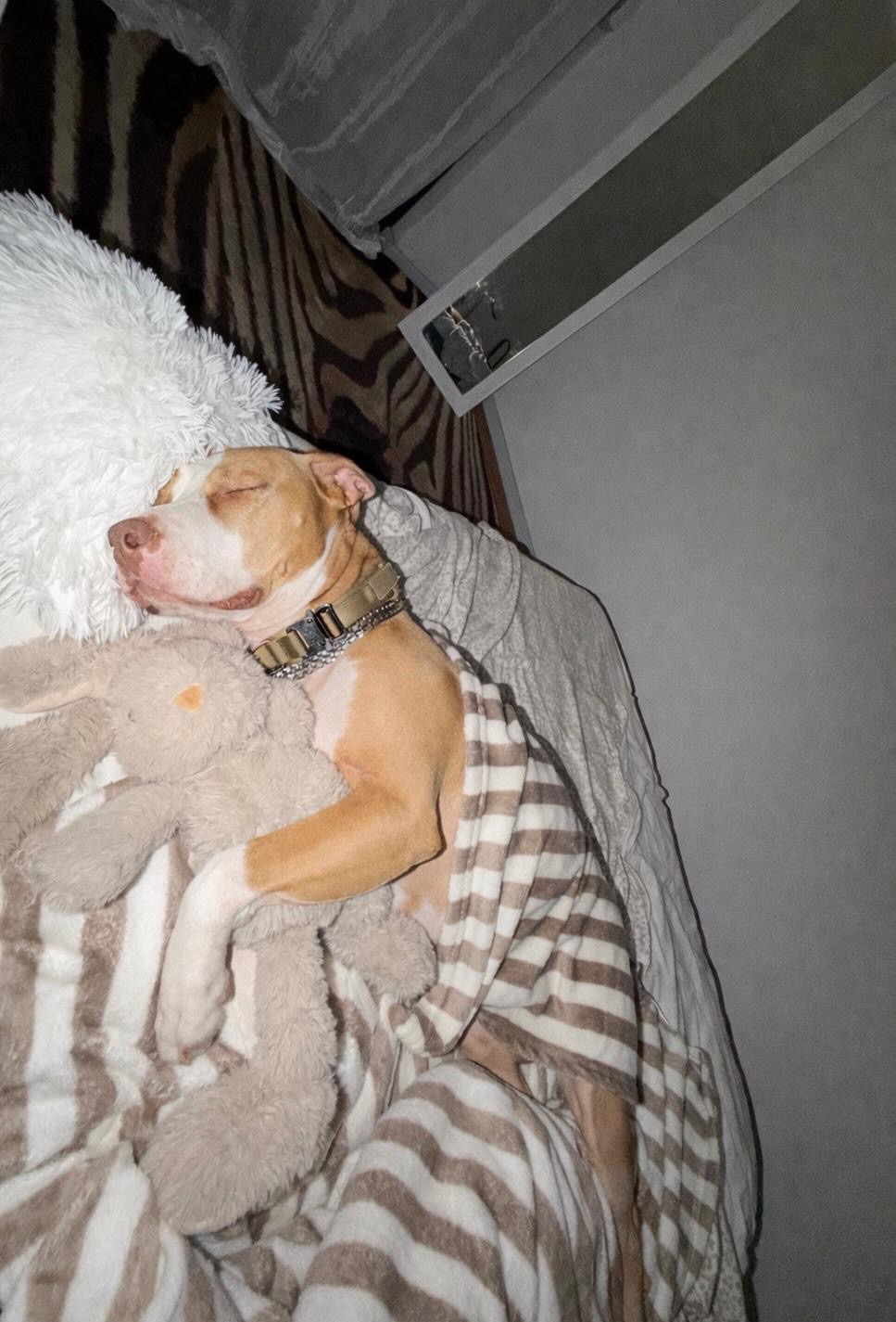 Rute lopes - Vieira do Minho - Dog Sitting