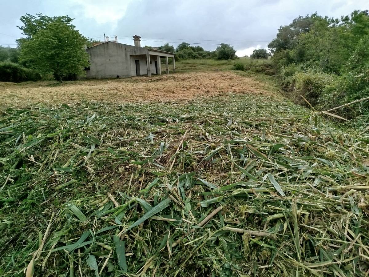 Araújo florestal - Rio Maior - Remoção de Tronco de Árvore