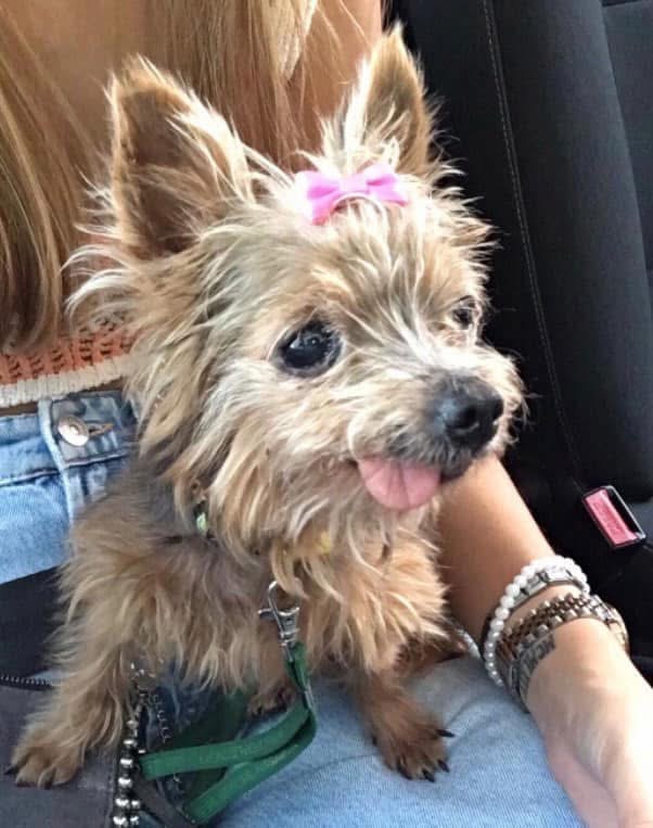 Rute lopes - Vieira do Minho - Dog Sitting
