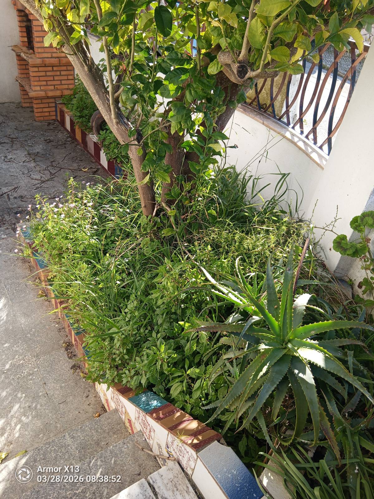 Limpa Comigo - Loures - Remoção de Ervas Daninhas