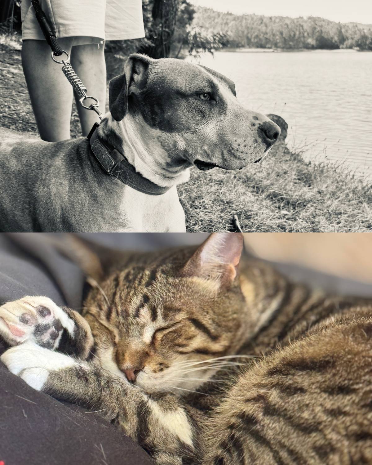 Rute lopes - Vieira do Minho - Cat Sitting