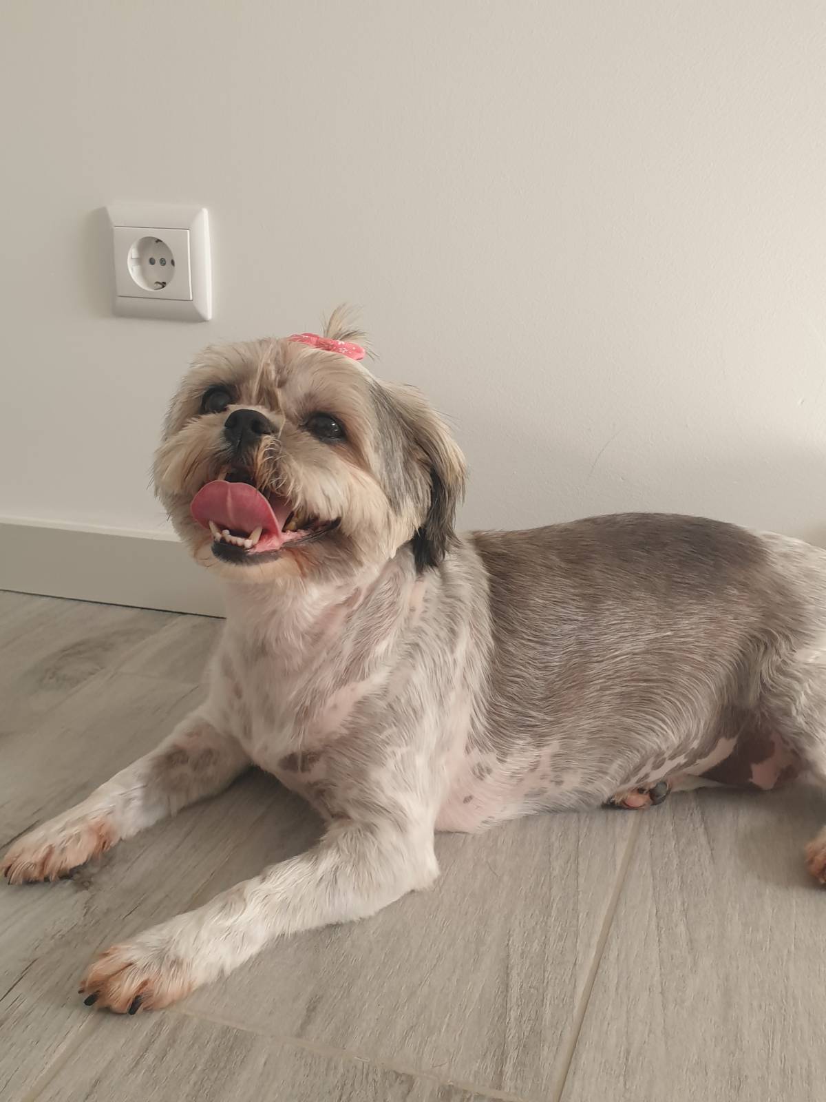 Maria Rufino - Porto - Paseador de perros