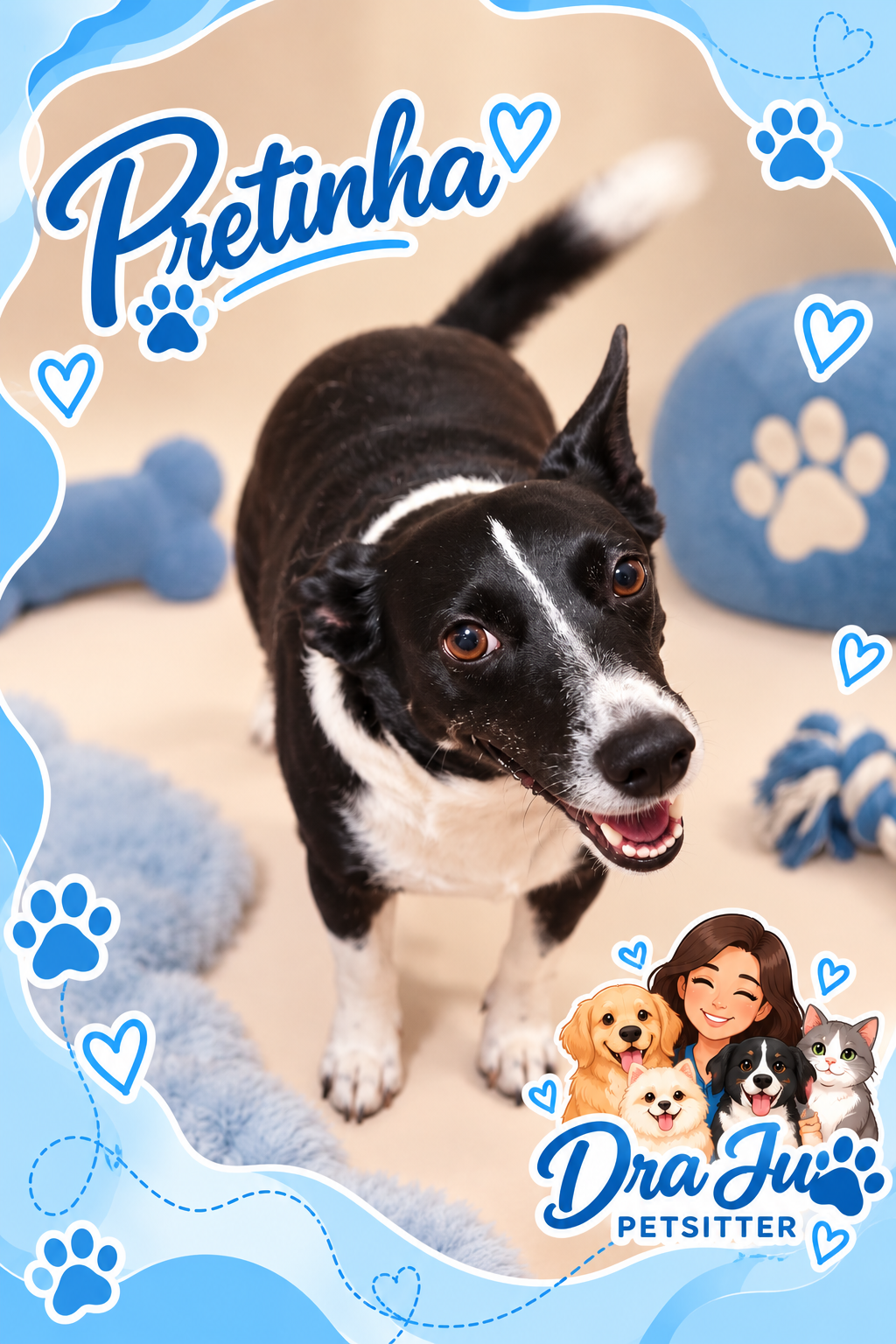 Dra Ju Petsitter - Braga - Haustiere - Pflege