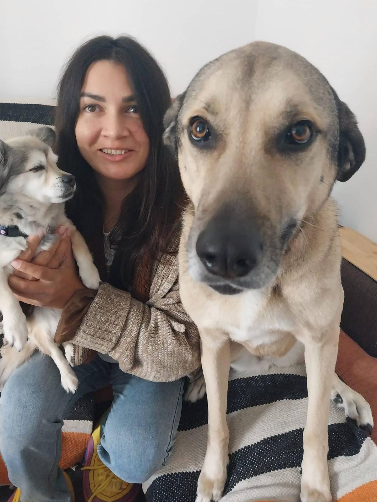 Pension pour chiens