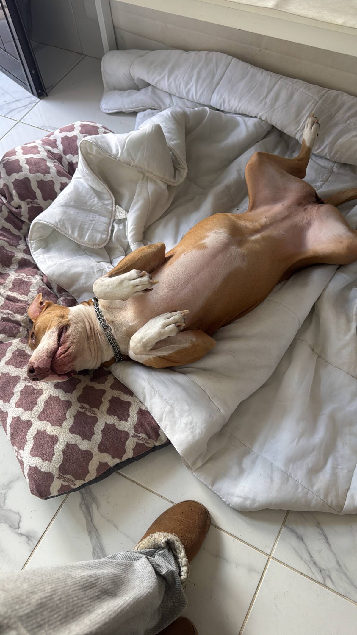 Rute lopes - Vieira do Minho - Pet Sitting
