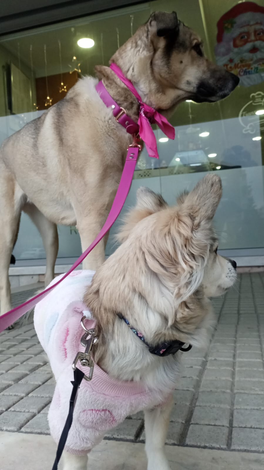 Pension pour chiens