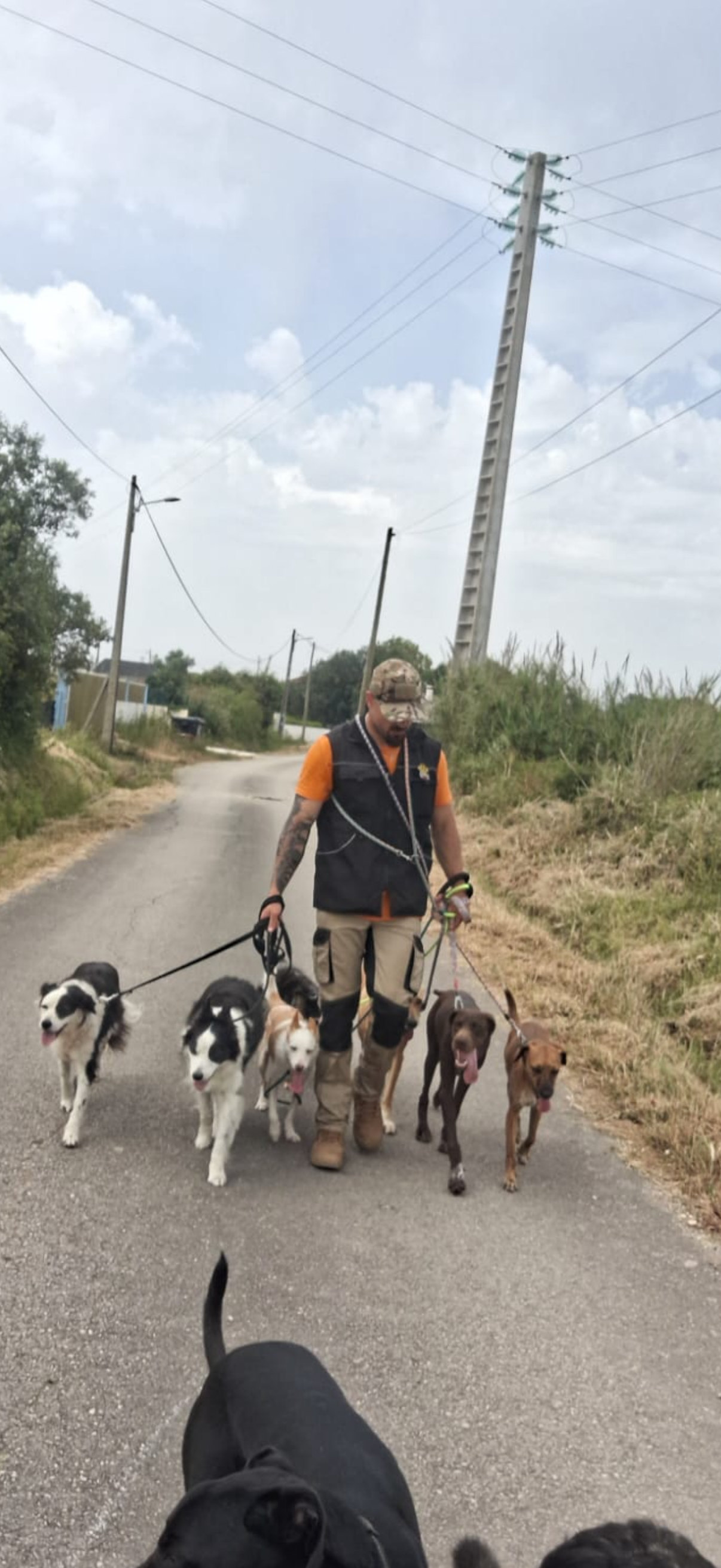 Dog walking e dog trainer - Nazaré - Pet Sitting