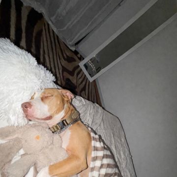 Rute lopes - Vieira do Minho - Dog Sitting