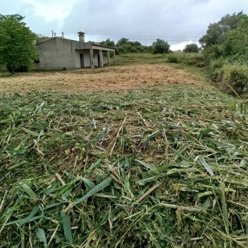 Araújo florestal - Rio Maior - Tree Stump Grinding and Removal