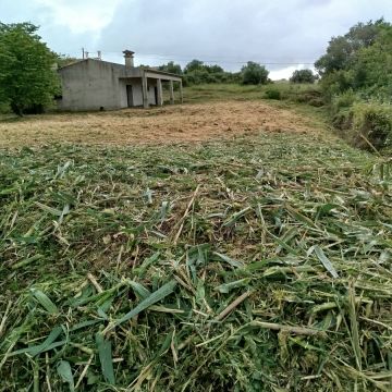 Araújo florestal - Rio Maior - Remoção de Tronco de Árvore