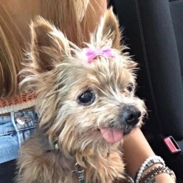 Rute lopes - Vieira do Minho - Dog Sitting
