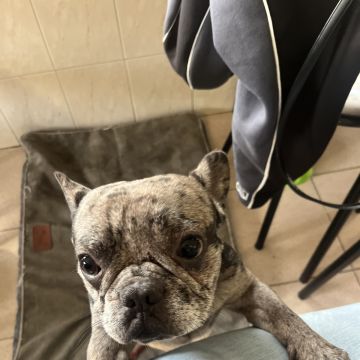Barbara Mateus - Oeiras - Nettoyage de fenêtres