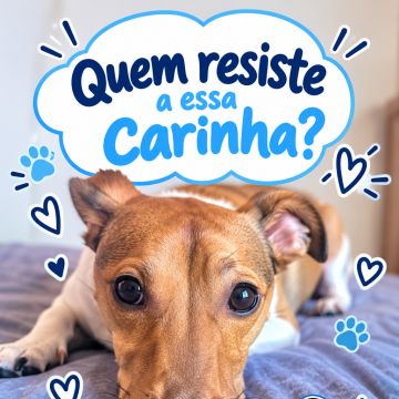 Dra Ju Petsitter - Braga - Katzensitter