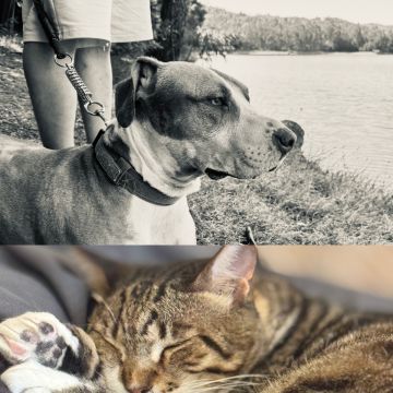 Rute lopes - Vieira do Minho - Cat Sitting