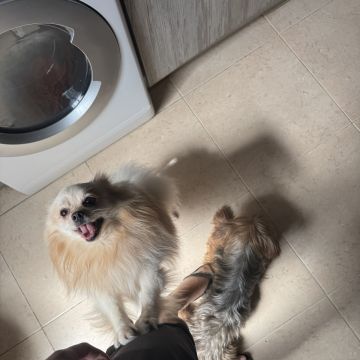 Alexandre Filipa - Faro - Paseador de perros