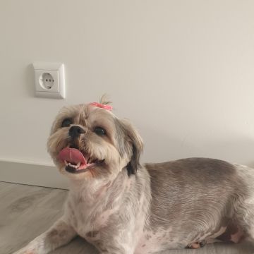 Maria Rufino - Porto - Paseador de perros