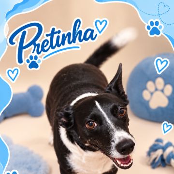 Dra Ju Petsitter - Braga - Haustiere - Pflege