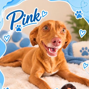 Dra Ju Petsitter - Braga - Haustiere - Pflege