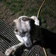 Jacinta Simões - Vagos - Dog Hotel