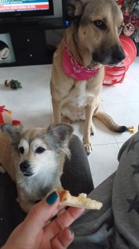 Hotel para Cães