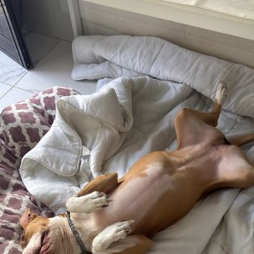 Rute lopes - Vieira do Minho - Pet Sitting