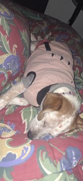 Hundepension