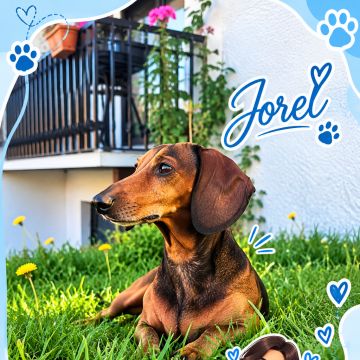 Dra Ju Petsitter - Braga - Hundepension
