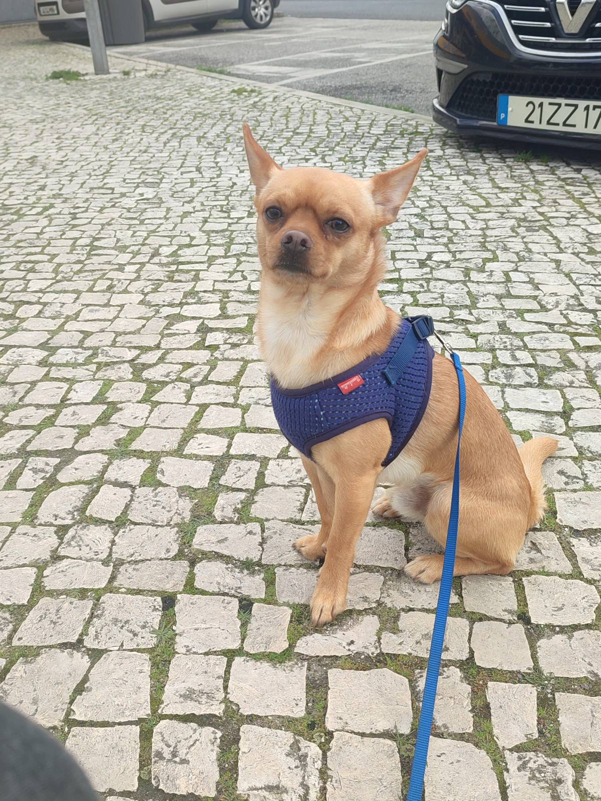 Diana Loreti - Sintra - Banhos e Tosquias para Animais