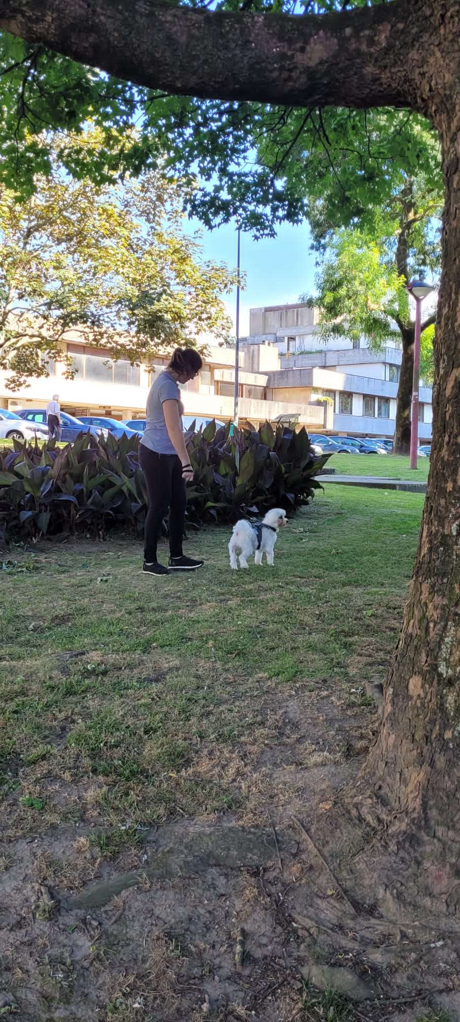 Thais Peter - Matosinhos - Banhos e Tosquias para Animais