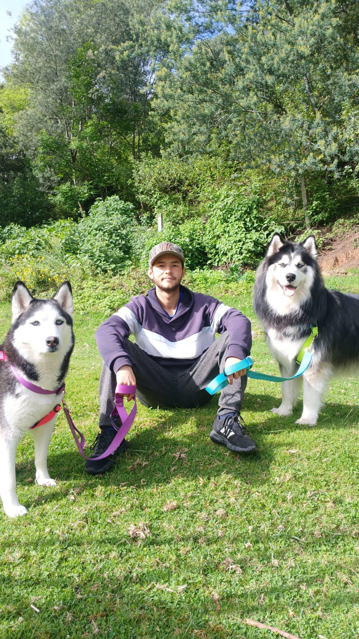 Enzo - Almada - Hundesitter