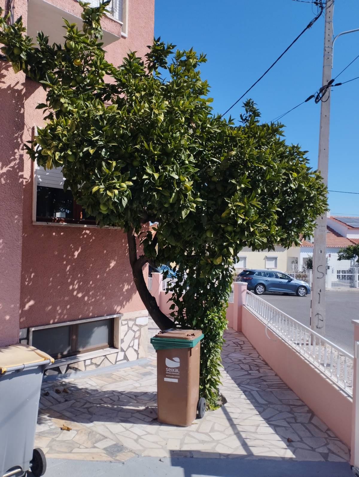 Remoção de Tronco de Árvore