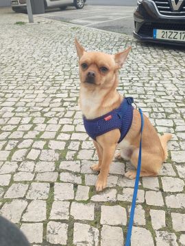Diana Loreti - Sintra - Banhos e Tosquias para Animais