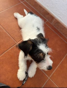 Treinador de Cães