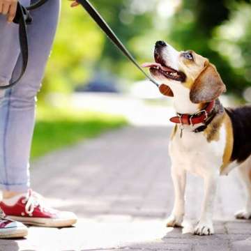 Mafalda Santos - Matosinhos - Dog Hotel