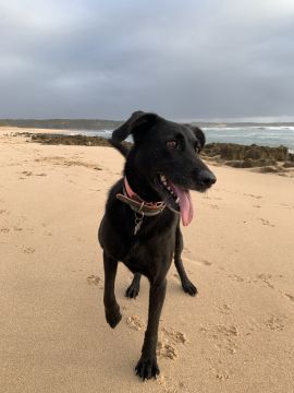 Hotel para Cães
