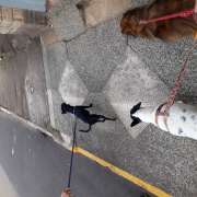 Carolina Leser - Porto - Dog Walking