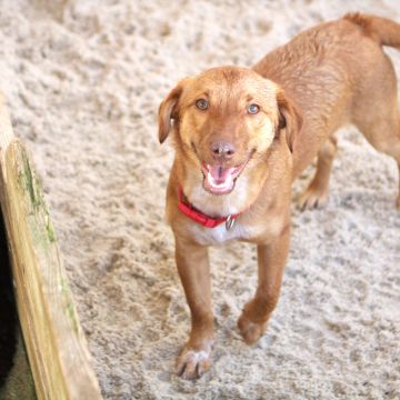 Just4Buddies - Cascais - Hospedaje de perros