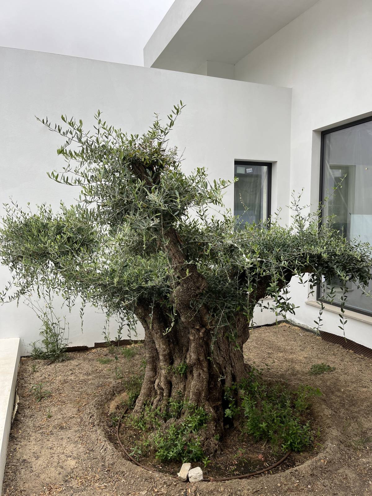 I&J Garden Service - Loulé - Instalação de Tapete de Relva