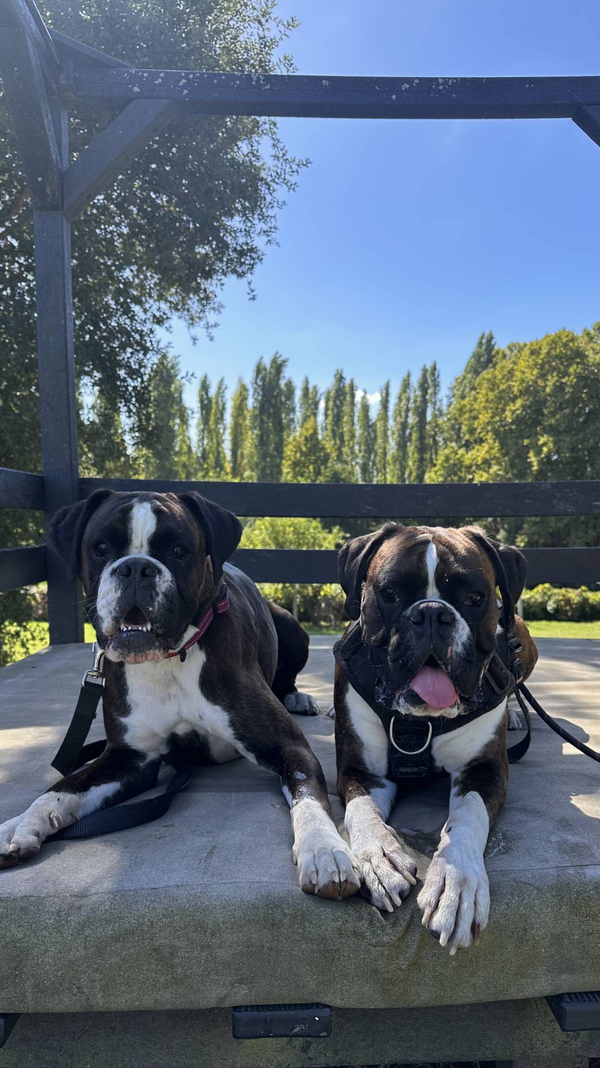 Maria João - Maia - Pet Sitting
