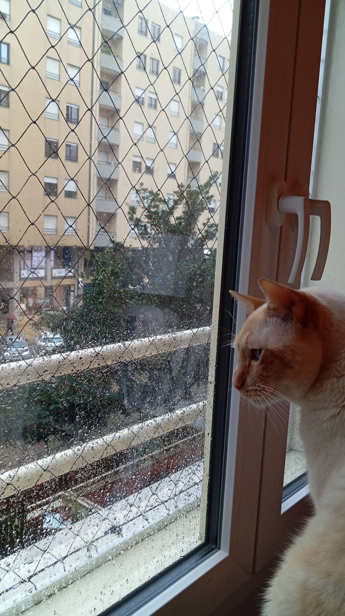 Casa de Gato - Braga - Hundesitter