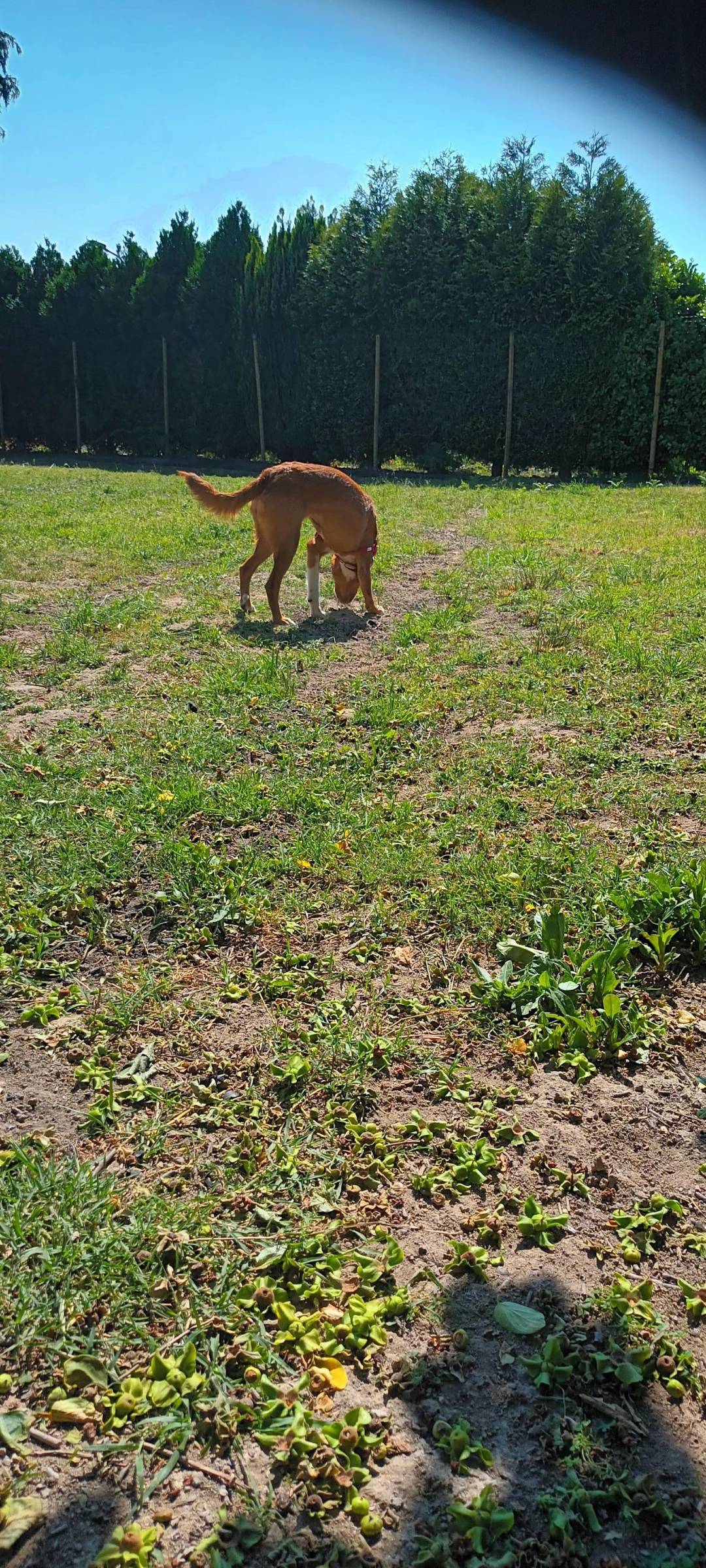 Mary - Vila Nova de Gaia - Dog Sitting