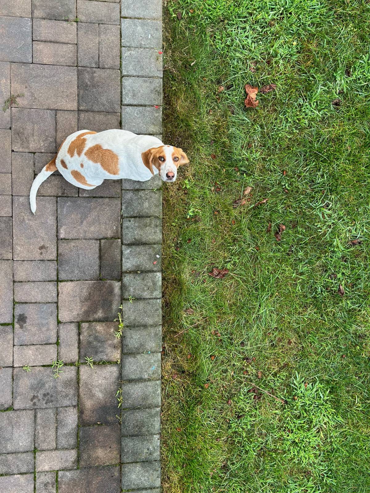4patas - Vila Nova de Gaia - Garde d'animaux