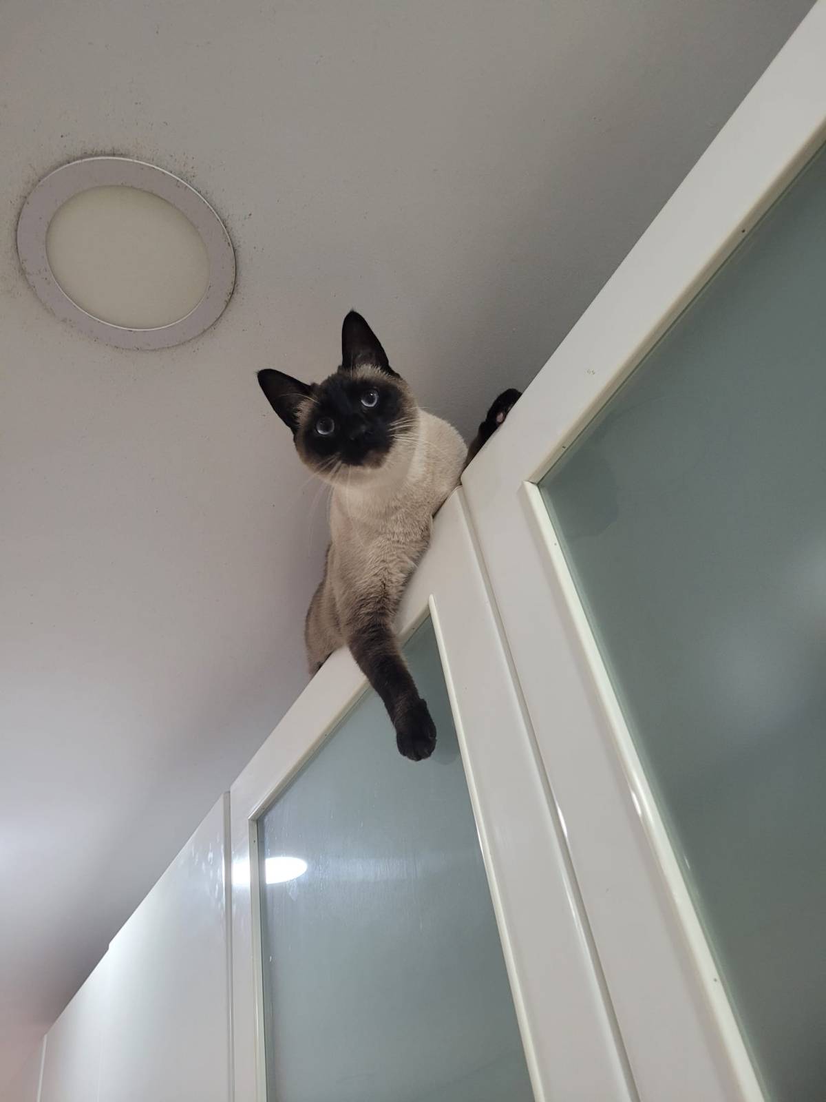 Casa de Gato - Braga - Haustierbetreuung