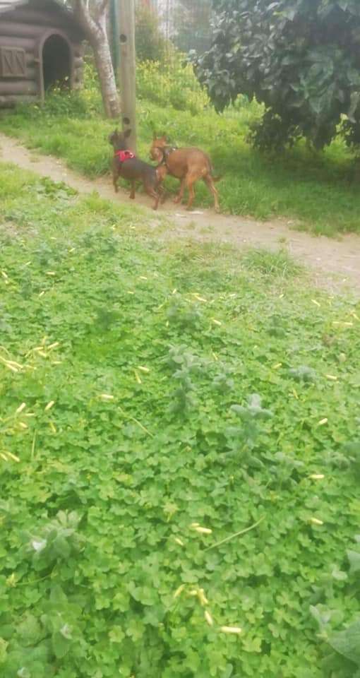 Mary - Vila Nova de Gaia - Cuidados para Animais de Estimação