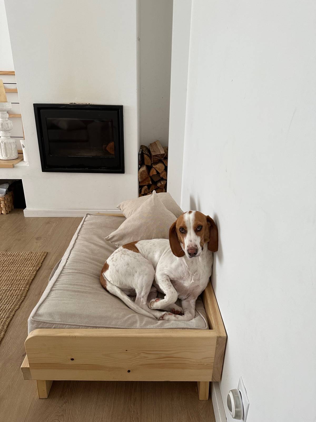 4patas - Vila Nova de Gaia - Garde de chiens