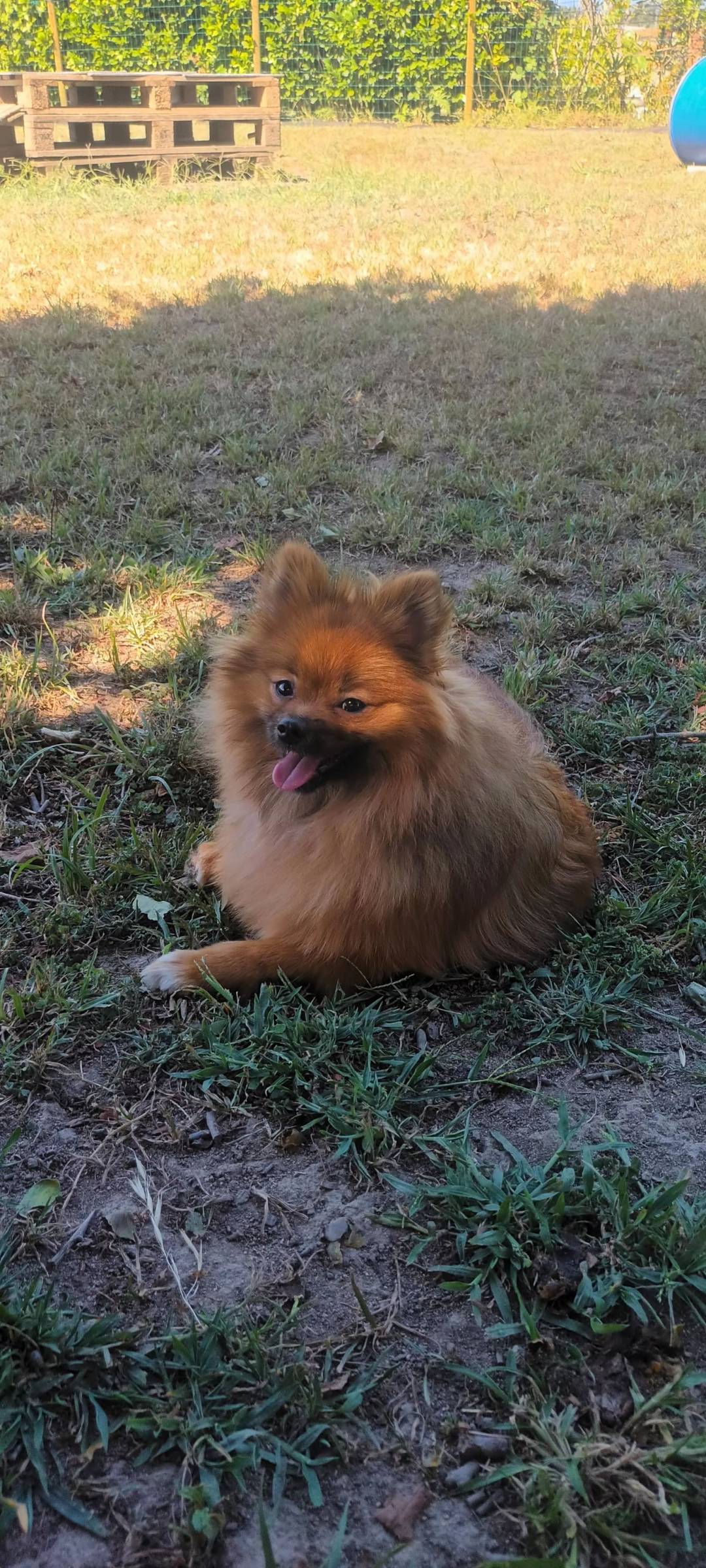 Mary - Vila Nova de Gaia - Banhos e Tosquias para Animais