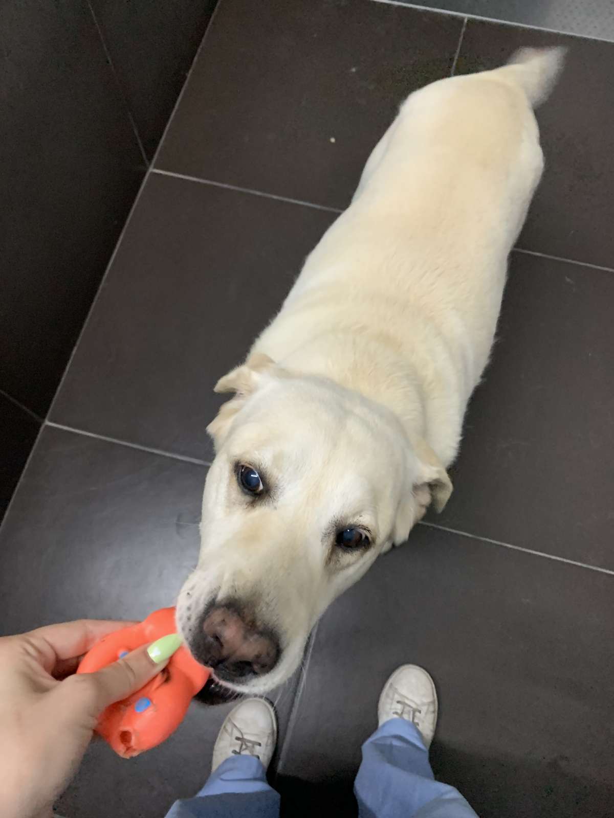 Matilde Barros - Porto - Hotel para Cães